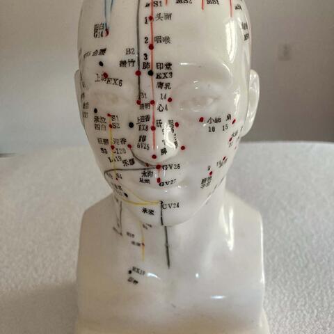 Dráhy orgánů lidského těla - meridiány