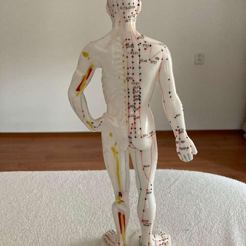 Dráhy orgánů lidského těla - meridiány