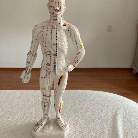 Dráhy orgánů lidského těla - meridiány